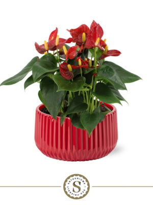 Anthurium andraeanum 'Red Champion'