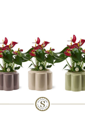 Anthurium andraeanum 'Red Champion'