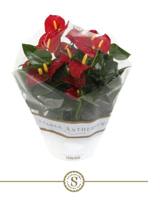 Anthurium andraeanum 'Royal Champion' - Vaxtinredarna.se