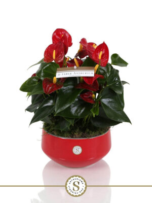 Anthurium andraeanum 'Royal Champion'