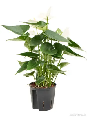 Anthurium andraeanum 'Sierra White' - Vaxtinredarna.se