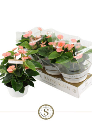 Anthurium andraeanum 'Spirit' - Vaxtinredarna.se