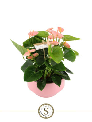 Anthurium andraeanum 'Spirit' - Vaxtinredarna.se