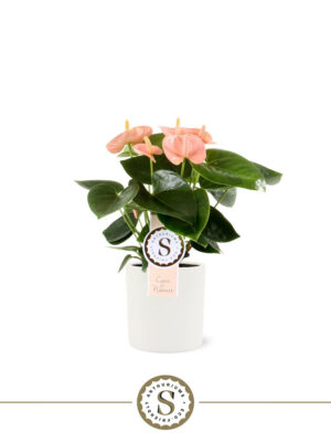 Anthurium andraeanum 'Spirit'