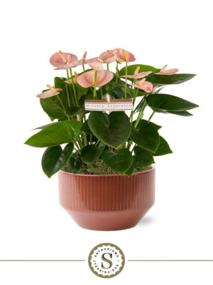 Anthurium andraeanum 'Spirit'