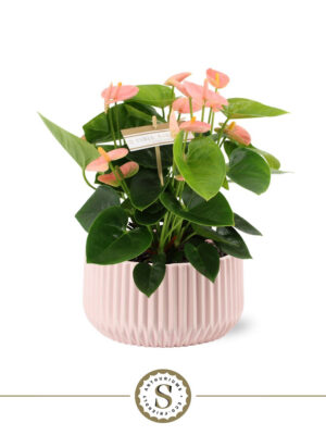 Anthurium andraeanum 'Spirit'