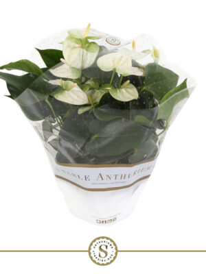 Anthurium andraeanum 'White Champion' - Vaxtinredarna.se