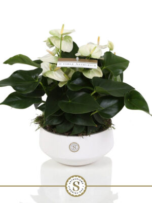 Anthurium andraeanum 'White Champion'