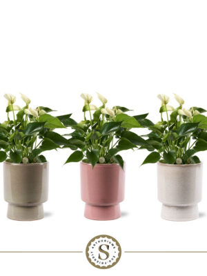 Anthurium andraeanum 'White Champion'
