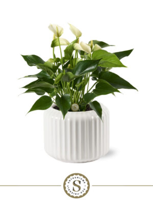 Anthurium andraeanum 'White Champion'