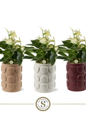 Anthurium andraeanum 'White Champion'