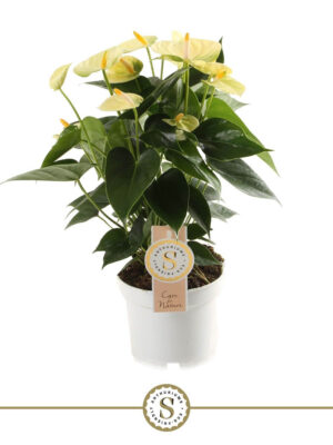 Anthurium andraeanum 'Yellow Champion' - Vaxtinredarna.se