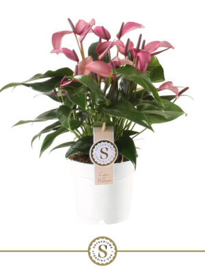 Anthurium andraeanum 'Zizou'