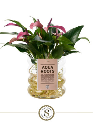 Anthurium andraeanum 'Zizou'