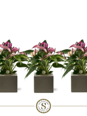 Anthurium andraeanum 'Zizou'