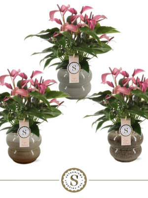 Anthurium andraeanum 'Zizou'