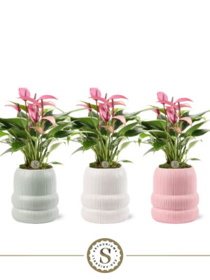 Anthurium andraeanum 'Zizou'