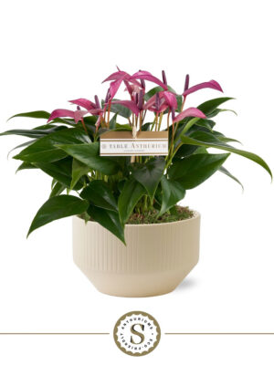 Anthurium andraeanum 'Zizou'