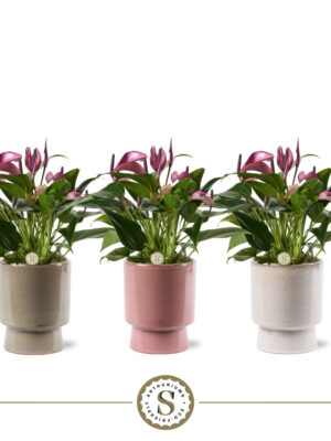 Anthurium andraeanum 'Zizou'