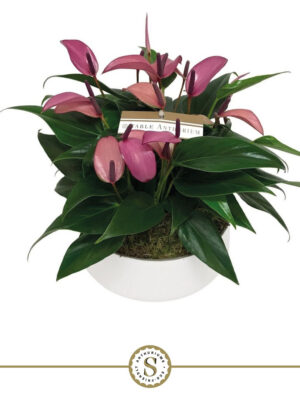 Anthurium andraeanum 'Zizou'