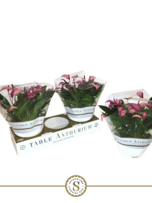 Anthurium andraeanum 'Zizou'