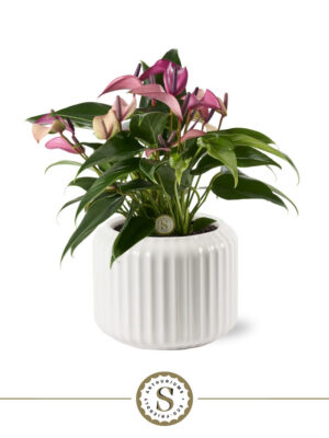Anthurium andraeanum 'Zizou'