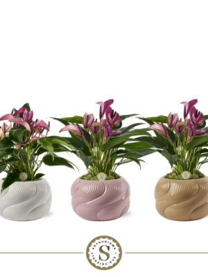 Anthurium andraeanum 'Zizou'