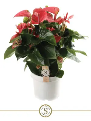 Anthurium 'Pink Champion' - Vaxtinredarna.se