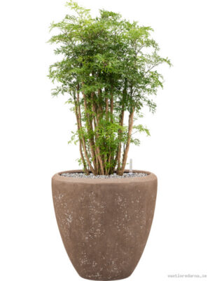 Aralia (Polyscias) 'Ming' in Baq Polystone Plain - Vaxtinredarna.se