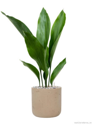 Aspidistra elatior in Rough - Vaxtinredarna.se