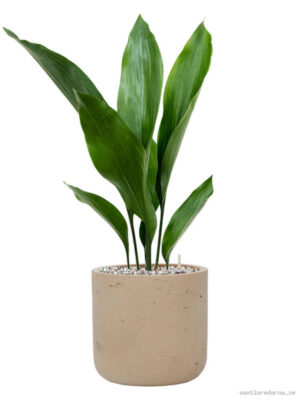 Aspidistra elatior in Rough