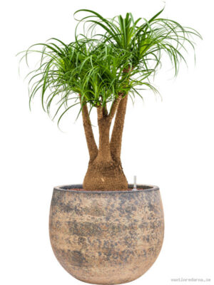 Beaucarnea recurvata in Baq Atlas - Vaxtinredarna.se
