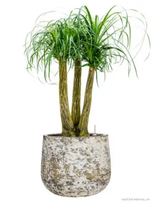 Beaucarnea recurvata in Baq Atlas - Vaxtinredarna.se