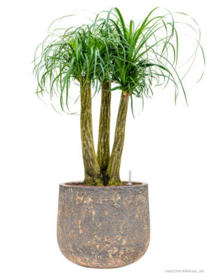 Beaucarnea recurvata in Baq Atlas - Vaxtinredarna.se