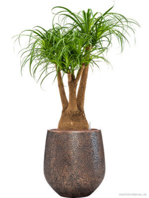 Beaucarnea recurvata in Baq Opus Hit - Vaxtinredarna.se