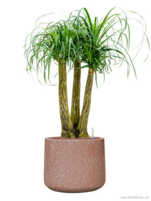 Beaucarnea recurvata in Baq Terrazzo - Vaxtinredarna.se