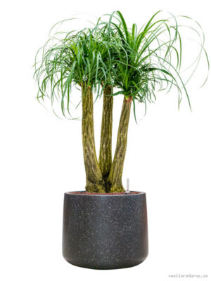 Beaucarnea recurvata in Baq Terrazzo - Vaxtinredarna.se