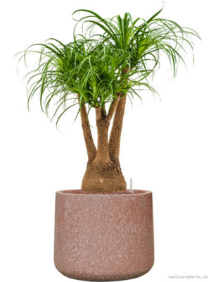 Beaucarnea recurvata in Baq Terrazzo - Vaxtinredarna.se