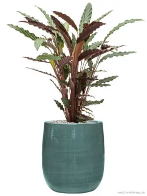 Calathea rufibarba 'Wavestar' in Plain Striped - Vaxtinredarna.se