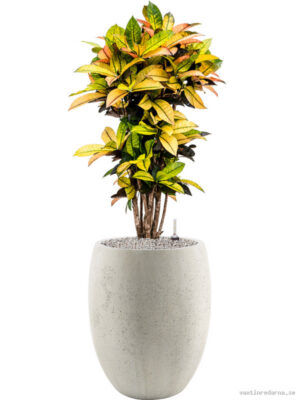 Croton (Codiaeum) variegatum 'Mrs. Iceton' in Grigio