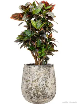 Croton (Codiaeum) variegatum 'Petra' in Baq Atlas - Vaxtinredarna.se