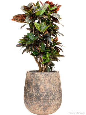 Croton (Codiaeum) variegatum 'Petra' in Baq Atlas - Vaxtinredarna.se