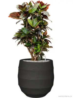 Croton (Codiaeum) variegatum 'Petra' in Bordo - Vaxtinredarna.se