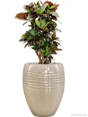 Croton (Codiaeum) variegatum 'Petra' in Traces - Vaxtinredarna.se