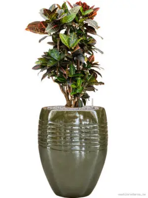 Croton (Codiaeum) variegatum 'Petra' in Traces - Vaxtinredarna.se