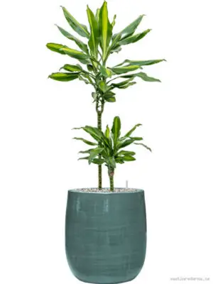Dracaena fragrans 'Cintho' in Plain Striped - Vaxtinredarna.se