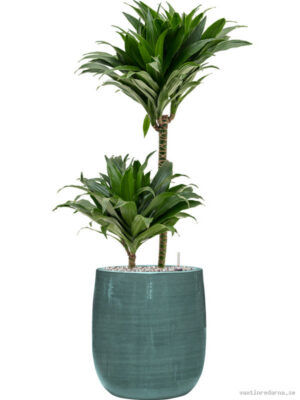 Dracaena fragrans 'Compacta' in Plain Striped - Vaxtinredarna.se