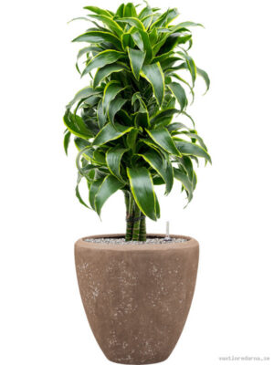 Dracaena fragrans 'Dorado' in Baq Polystone Plain - Vaxtinredarna.se