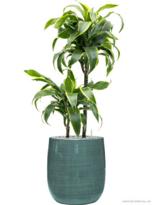 Dracaena fragrans 'Dorado' in Plain Striped - Vaxtinredarna.se