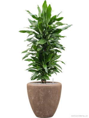 Dracaena fragrans 'Janet Lind' in Baq Polystone Plain - Vaxtinredarna.se